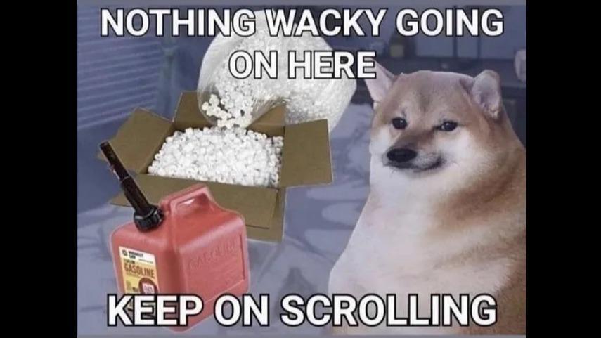 What the dog doin? ( Cowboy dog)