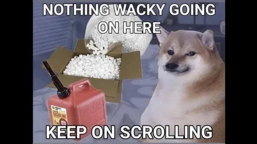 What the dog doin? ( Cowboy dog)