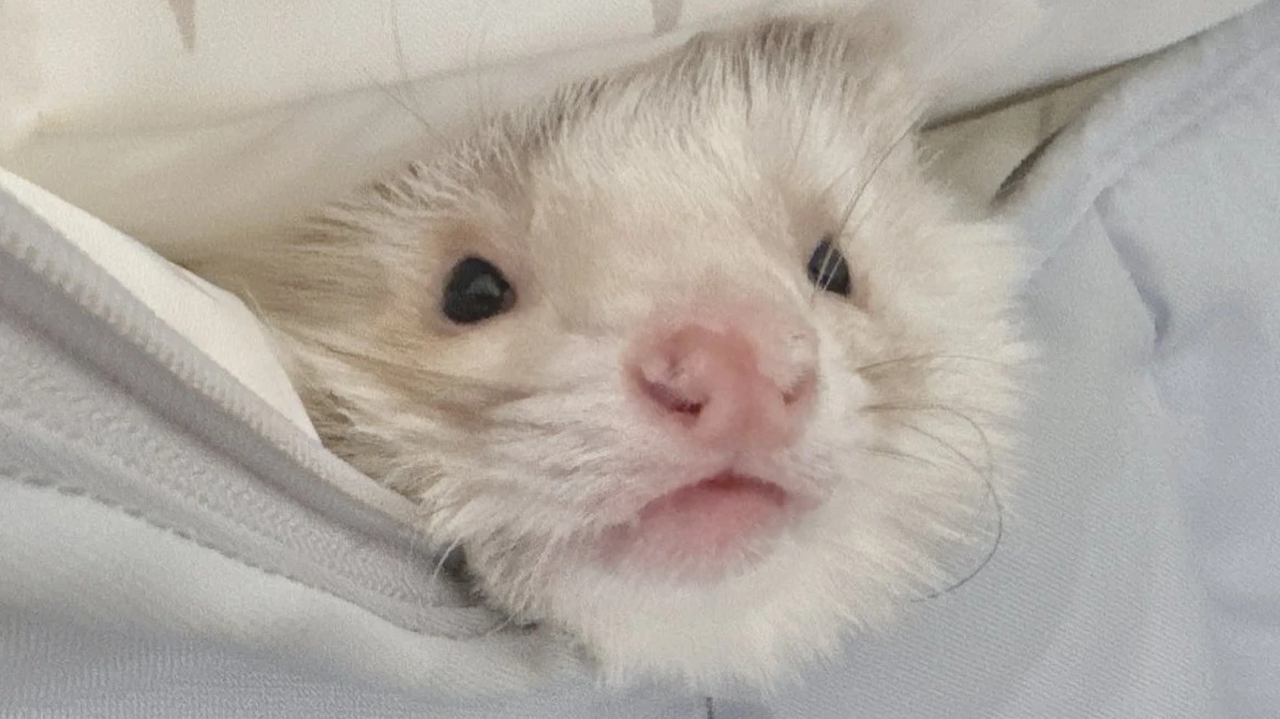 Pro-Autism Tank Martyrdom (Off-Meta)