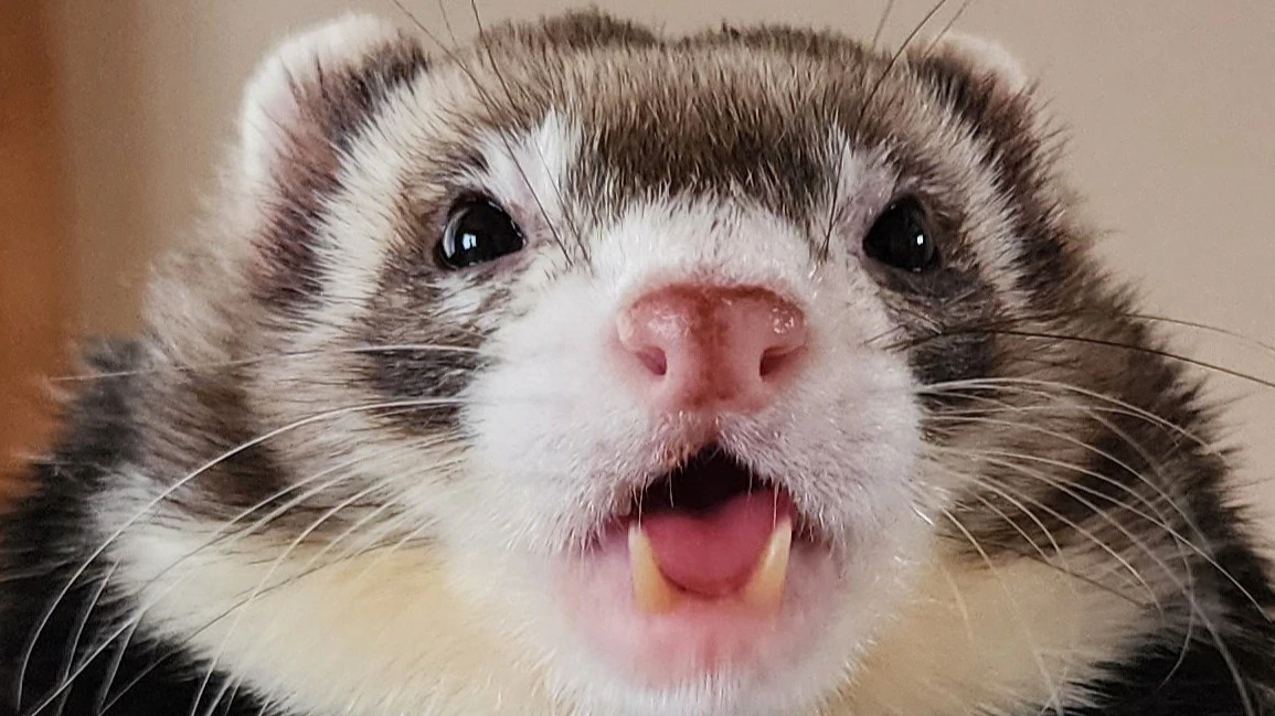 Pro-Autism Chainaxe Build (Flamer)