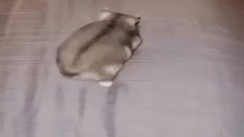 Panda's Psyker Build