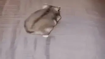 Panda's Psyker Build