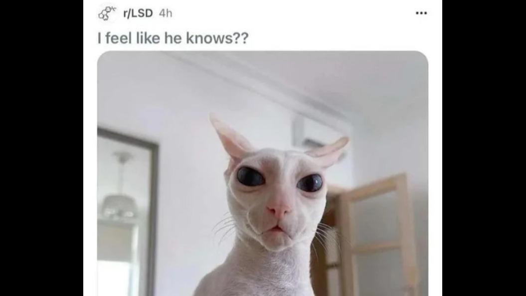 Terrible non crit zealot build