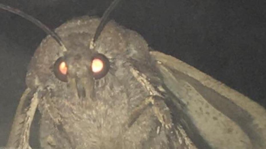 Mothman's Worst Enema