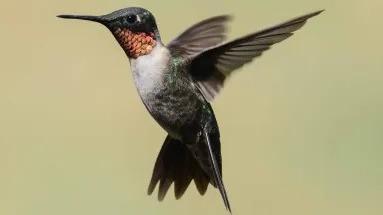 SwiftPossom Hive Scum