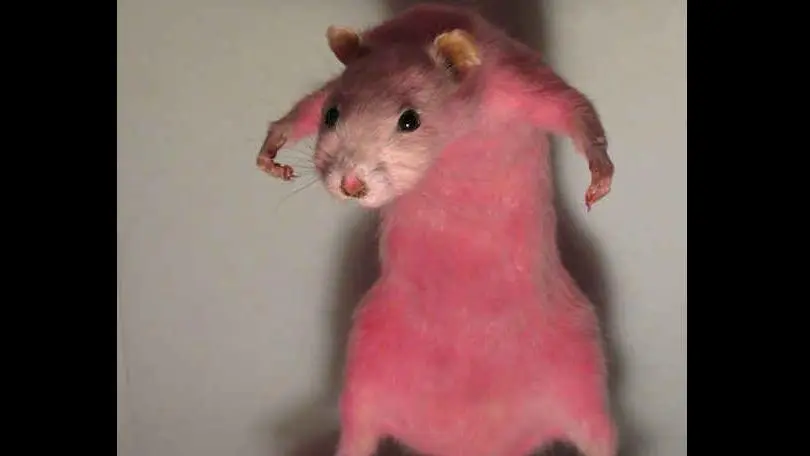 RAT