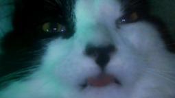 VerdantSkye's Murder Psyker