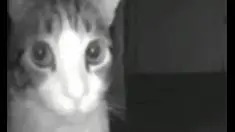 pew pew bang bang