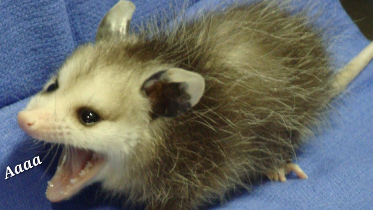 Scrombler, scrombulate