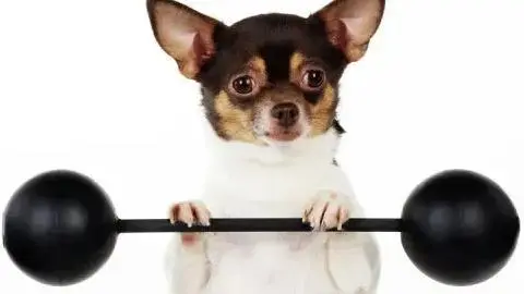 Allrounder massive CC High-Havoc build