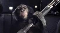 Monkey Veteran