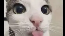 Boss + Specialist Psyker