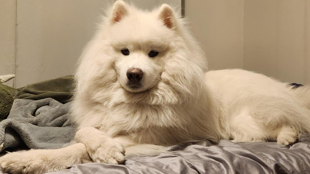 my current havoc flame staff build