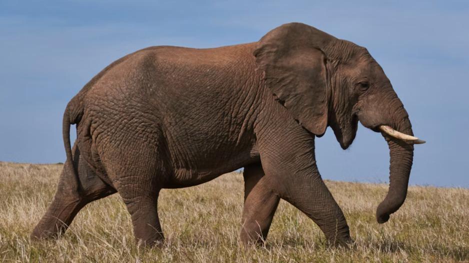 The Elephant (in the room)