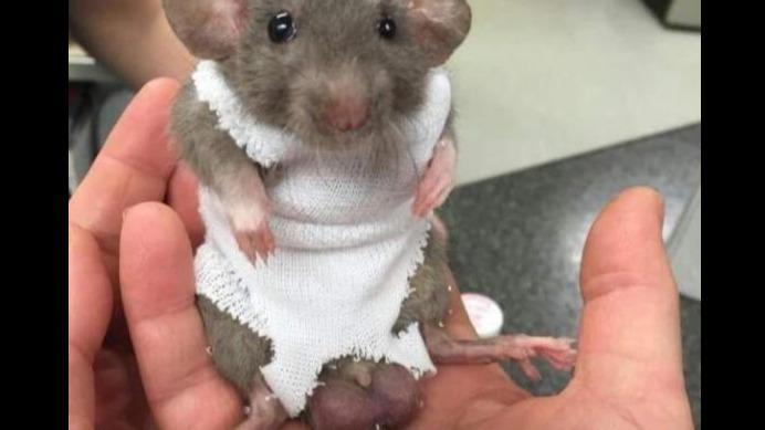 Rat Stink Assassin (India Special)