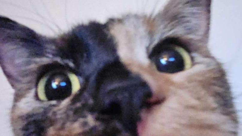 The Right Paw of Cheesy