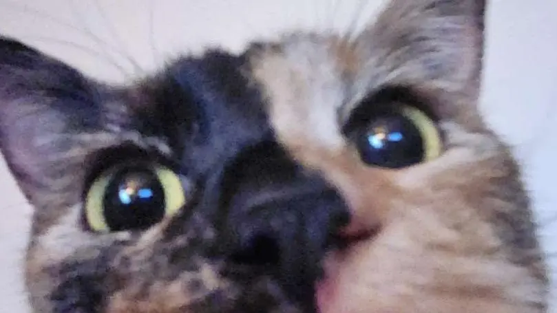 The Right Paw of Cheesy