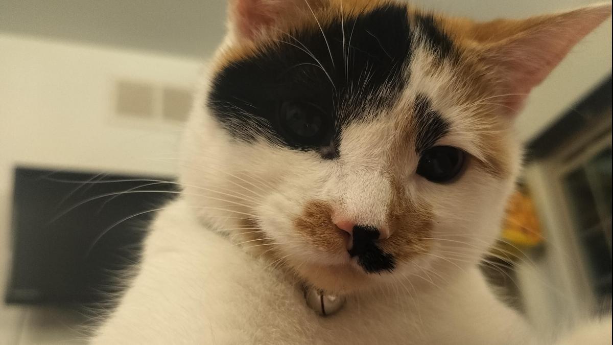 Skitty