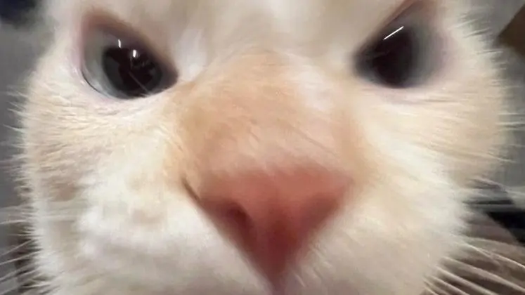 TEKONA'S FGS MELEE PSYKER (FOR CHAMPIONS)