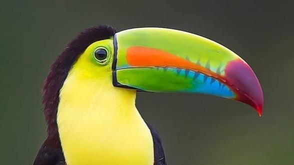 Making class playble,Build for tourists