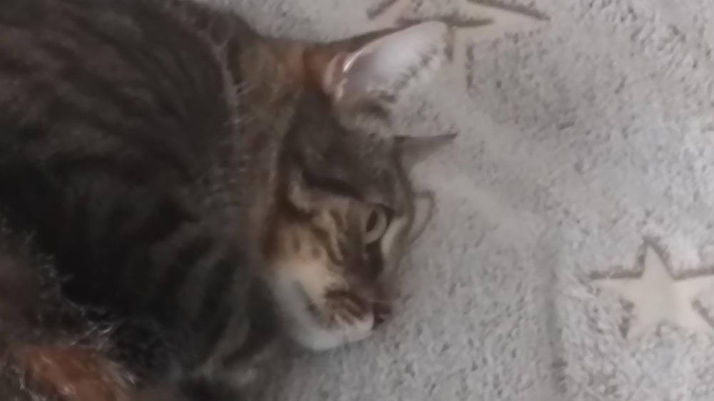 VeryXXXGamer Veteran (VXG Veteran)