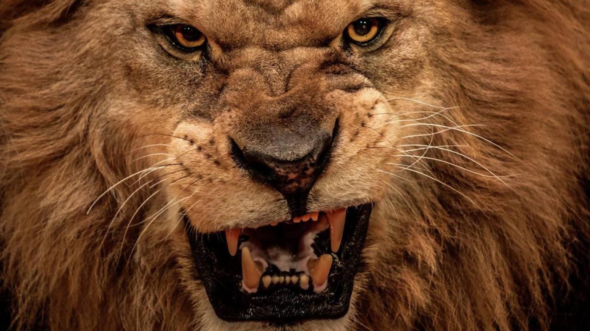 Raze Havoc 40 Alpha Ogryn