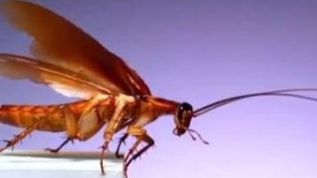 The Roach (Zealot)