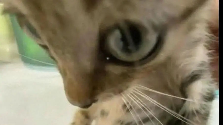 W.I.P. Support Zealot