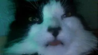 VerdantSkye's Zealot