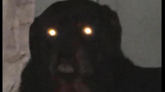 Flechette Arby (Dog God 2)