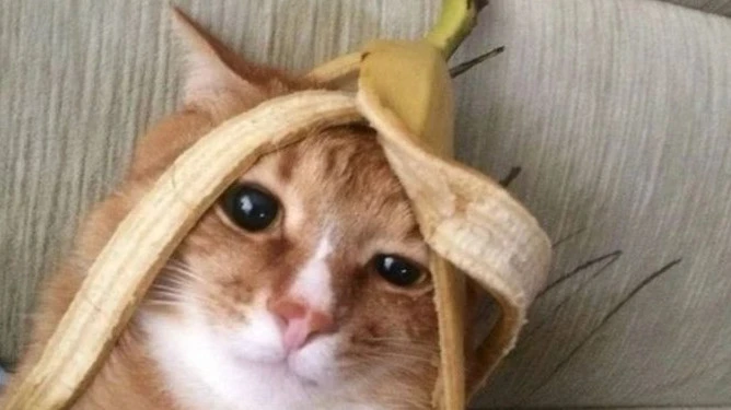 Support slave (Meta doesn't exist)