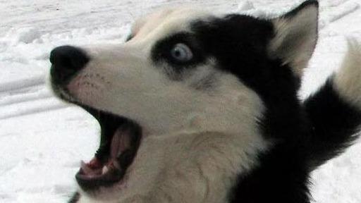 Arbites Roach (Auric)