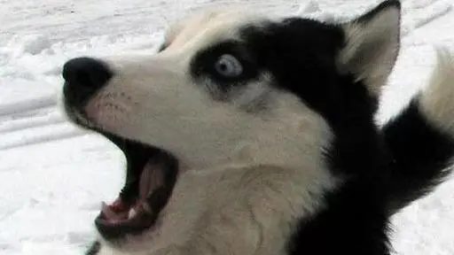 Arbites Roach (Auric)