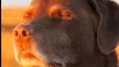 Fuck ass palpatine build