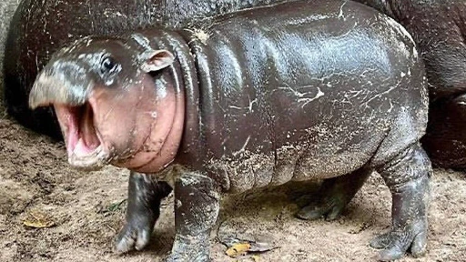 Assail || Telekine || - Team & All