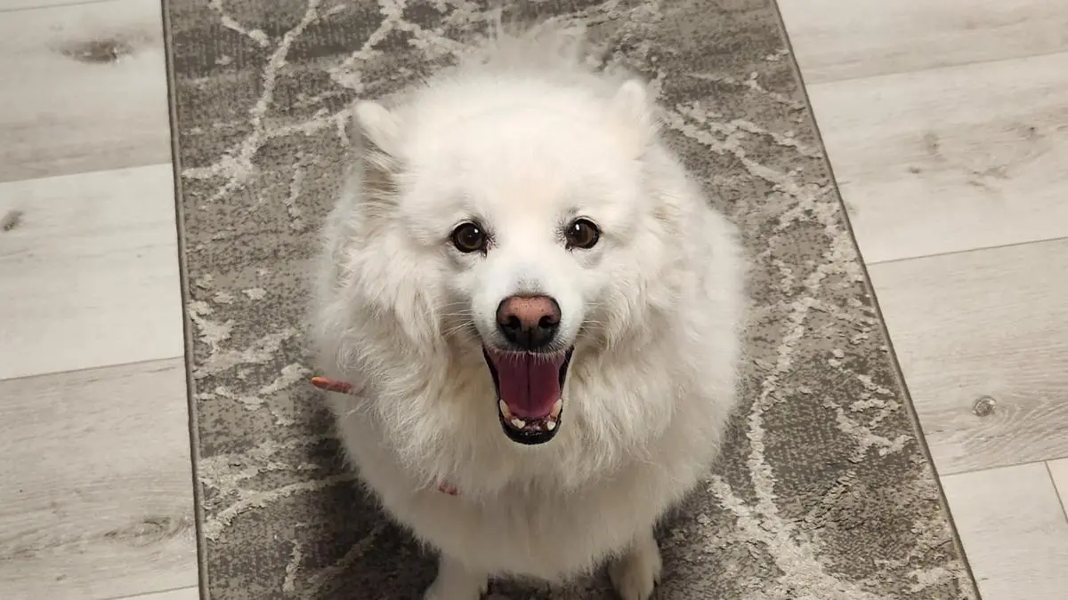 Princess 💗 Simulator