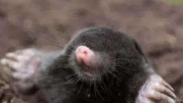 The Mole