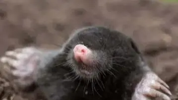 The Mole