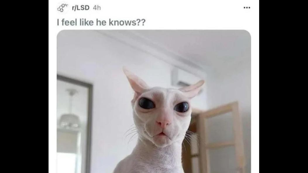 Terrible Trauma build