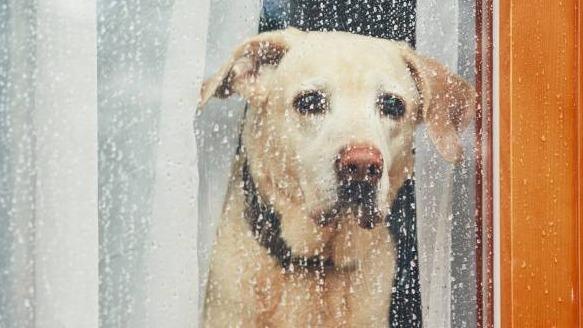 Dogless