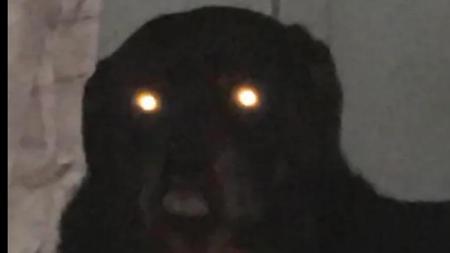 Dog God