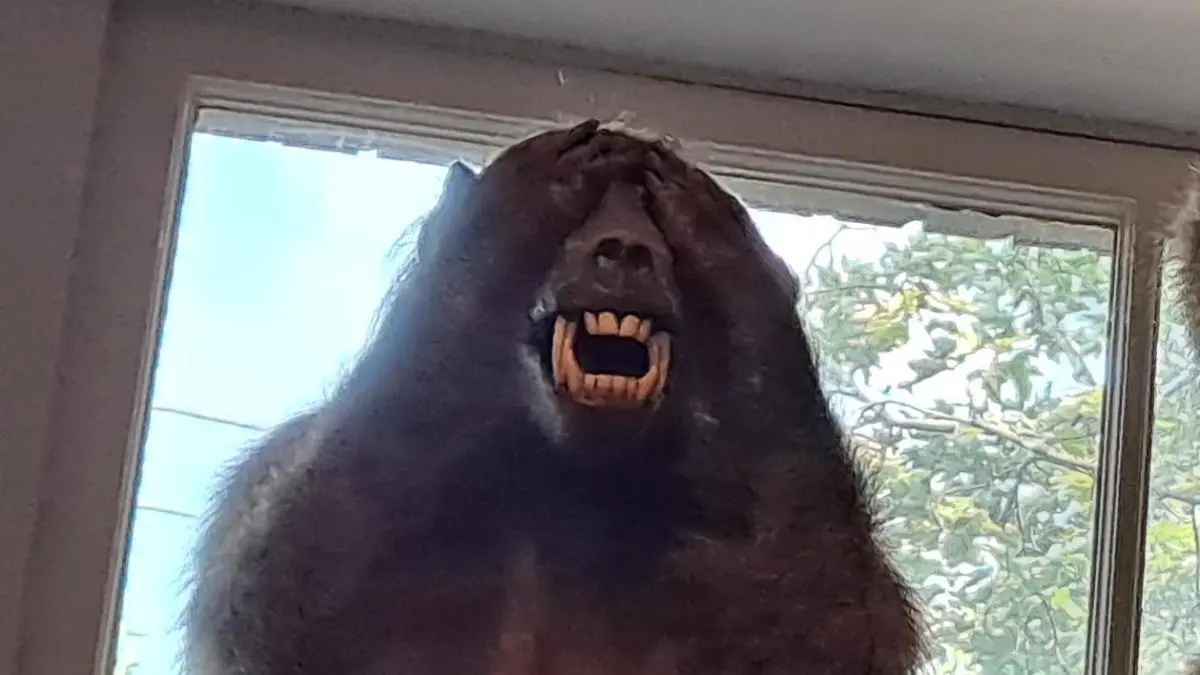 Zealot Knife Monkey